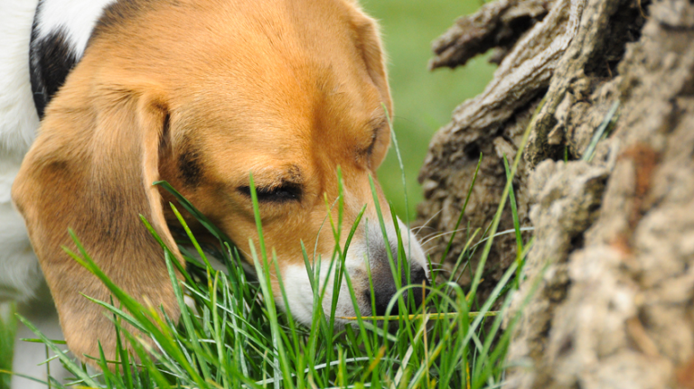 Why do dogs eat grass